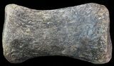 Hadrosaur Toe Bone - Alberta (Disposition #-) #71673-1